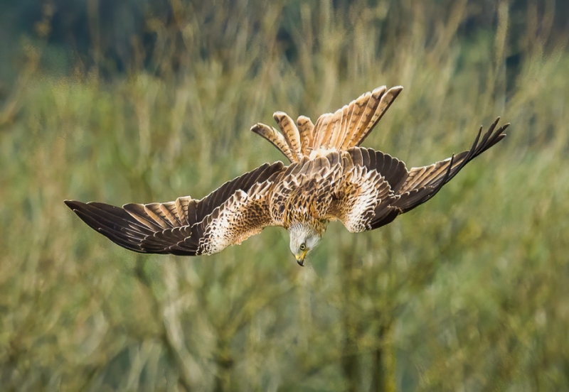 Red kite diving