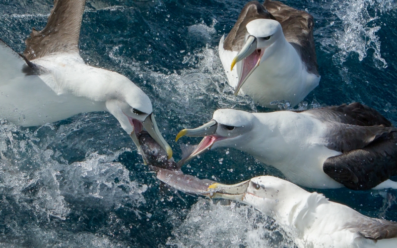 White-capped albatrosses and a fish